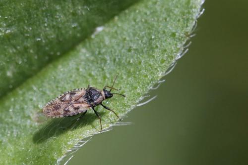 Dictyla echii
